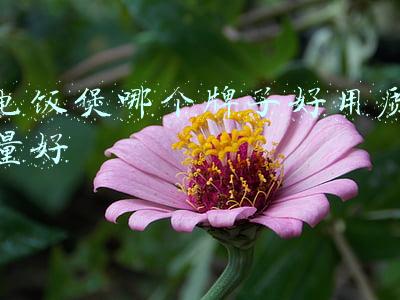 电饭煲哪个牌子好用质量好