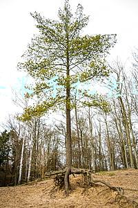 两台苹果手机靠近迁移 两台苹果手机靠近迁移