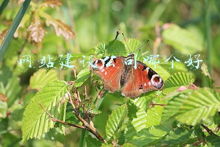 网站建设公司哪家好(网站建设哪个公司比较好)
