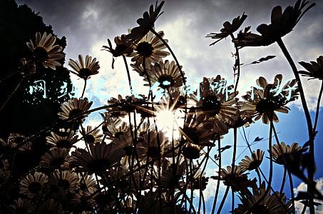 网站公司网站建设(网站建设开发流程详细介绍，西安网页设计开发公司推荐)