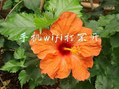 手机wifi打不开