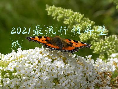 2022最流行锁屏壁纸(精选高质量2022新年喜庆好运壁纸)