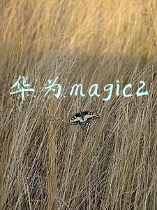 华为magic2