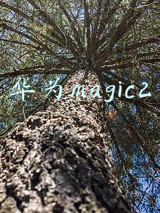 华为magic2怎么截屏(荣耀Magic2的亮点与小功能，你发现了嘛？)