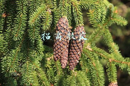 微商招商软文(招微商代理软文文案怎么写)