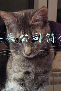 苹果公司简介
