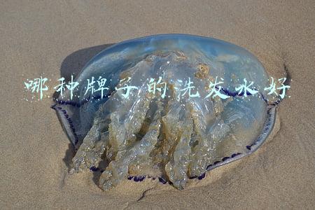 哪种牌子的洗发水好