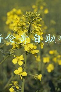 好伦哥自助餐价格(充值卡没用完，吉安好伦哥自助餐厅却关门走人了)