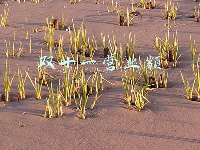 双十一营业额2020(年创4亿销售额，红油面皮遇食安风波，白家阿宽IPO会亮红灯吗)