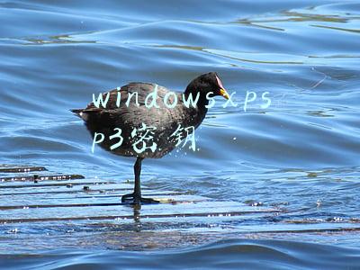 windows xpsp3(Chrome明年4月起将不再支持XP/Vista等系统)