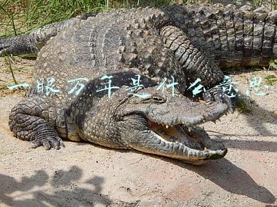 有些人一旦遇见便一眼万年是什么意思(有些人，一旦遇见，便一眼万年)