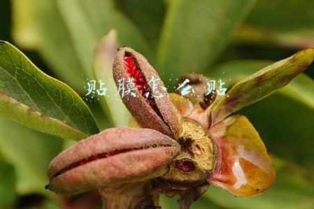 手机屏幕贴膜怎么贴(给自己的手机贴膜小技巧，简单又实用)