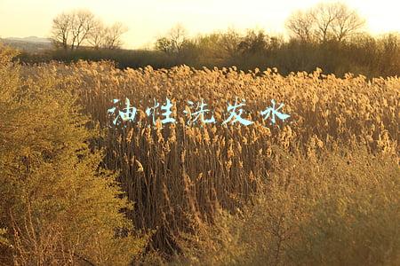 油性洗发水推荐(10款控油洗发水评测 | 慎买！P柔等大牌含刺激性防腐剂)