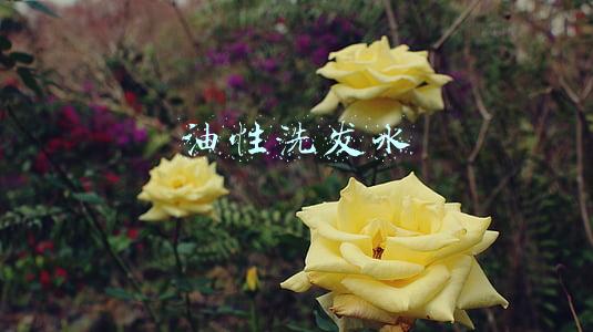 脂溢性皮炎用干性还是油性洗发水(不同的发质该怎么选择洗发水？)