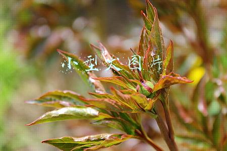拉布拉多小型犬图片(拉布拉多守猪圈，瘦骨如柴没人管，主人嫌它吃太多，每天一盆稀饭)