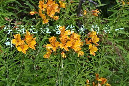 学海无涯苦作舟的前一句 学海无涯苦作舟的前一句