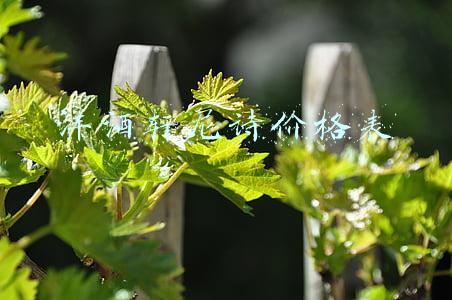 轩尼诗洋酒多少钱(轩尼诗携手张恩利揭幕新春画卷《诗酒迎虎》，同时推出虎年限定酒款 | 发现好物)