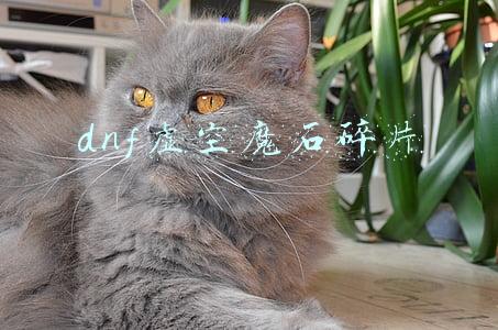 dnf虚空魔石碎片怎么合成(DNF异界远古收益降低：虚空魔石大砍价格，传说附魔粉卡交易)