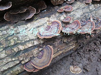 蜜丝佛陀透滑粉饼1号(蜜丝佛陀透滑粉饼怎么样)
