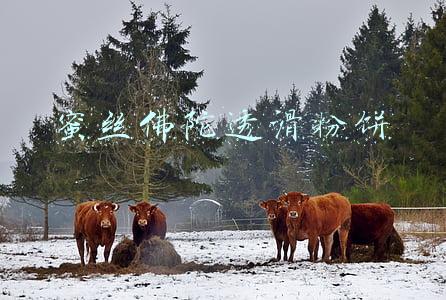 蜜丝佛陀透滑粉饼色号怎么选(种草｜持久不脱妆的好用粉饼推荐~)