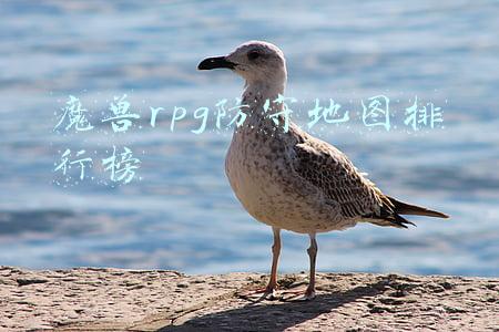 十大经典魔兽防守地图排行榜(十大最受欢迎的魔兽rpg 守护雅典娜与神界危机上榜)