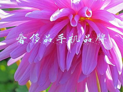 手机中的奢侈品牌(奢侈手机品牌，钱途路上的黄粱一梦)