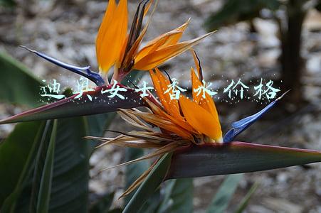 迪奥香水价格一览表图片(爆火的Dior彩妆产品推荐，你都用过哪些？)
