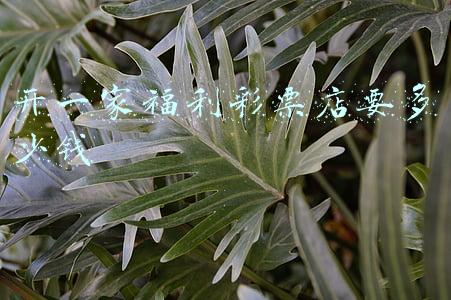 福利彩票开店得多少钱 福利彩票店开店要多少钱