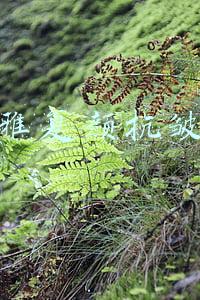 欧莱雅复颜抗皱日霜