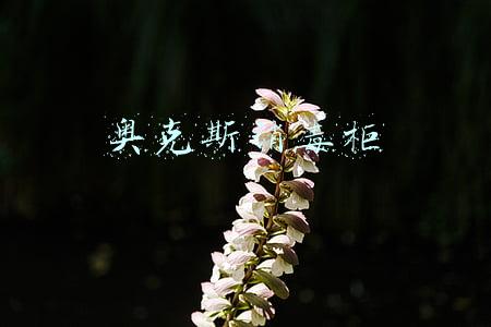 奥克斯消毒柜