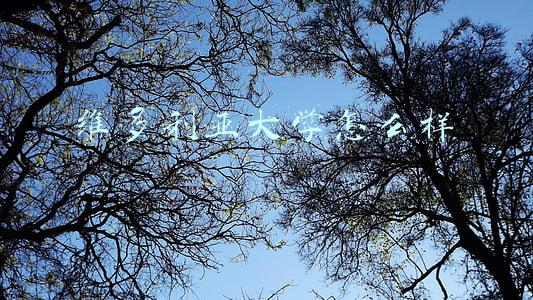 加拿大维多利亚大学怎么样(维多利亚大学是一所怎样的大学？)