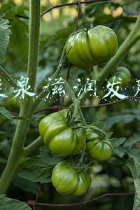丝蓓绮发膜(海报试用｜长得好看更好用，隔壁家小孩一样的发膜说的就是它)