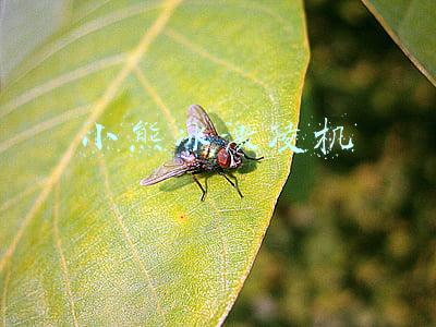 小熊冰激凌机