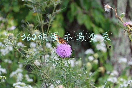 360顽固木马查杀