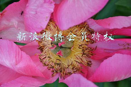 新浪微博vip(微博老矣，尚能饭否？)