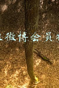 新浪微博会员特权