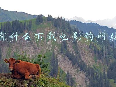 有什么下载电影的网站