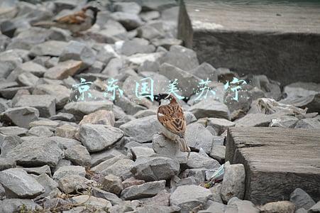 京东国美苏宁淘宝哪个好(国美京东VS苏宁天猫，龙争虎斗鹿死谁手？)