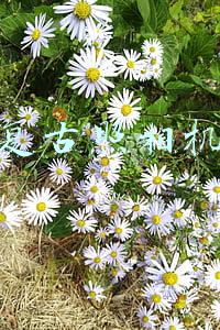 复古照相机结构(retro camera复古相机模型3D图纸 Solidworks设计 附IGS)