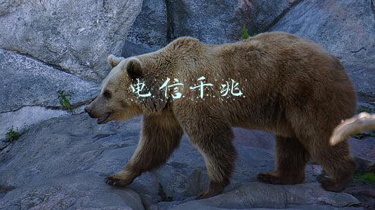 电信千兆宽带(电信5G套餐亮相，打包千兆家庭宽带成最大亮点)