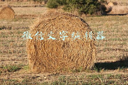 微信文字编辑器在线(简单高效的微信推文编辑器，你用过哪款？)