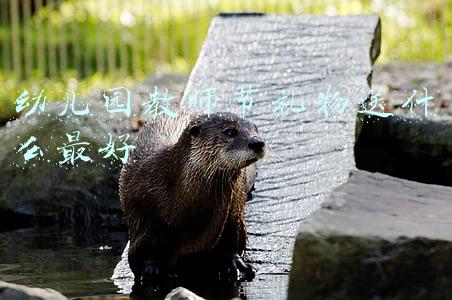 幼儿园教师节礼物送什么最好