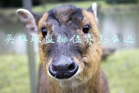 英雄联盟排位赛怎么进