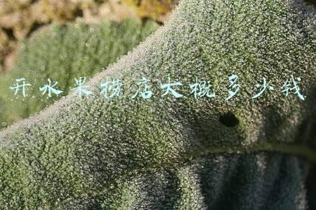 水果捞连锁店；水果捞加盟店10大品牌