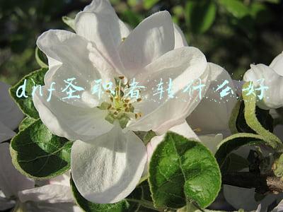 dnf圣职者转什么好