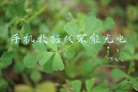 手机数据线不能充电