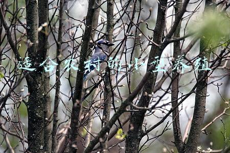 适合于农村的小型养殖业有哪些(农村有一种小型养殖，投入成本少、利润空间大)