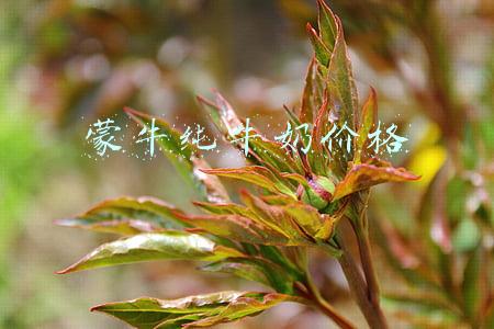 蒙牛纯牛奶价格10盒(燕麦奶Oatly售价比牛奶贵3倍，被指收智商税，上市后市值暴跌)
