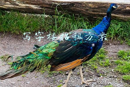 写字楼招租方案