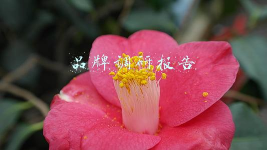 品牌调研报告包括哪些内容(不可忽视的品牌视觉调研)